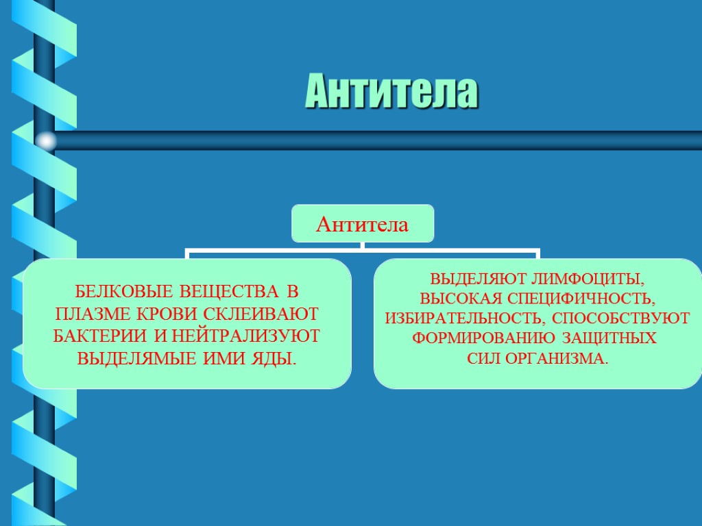 Антитела